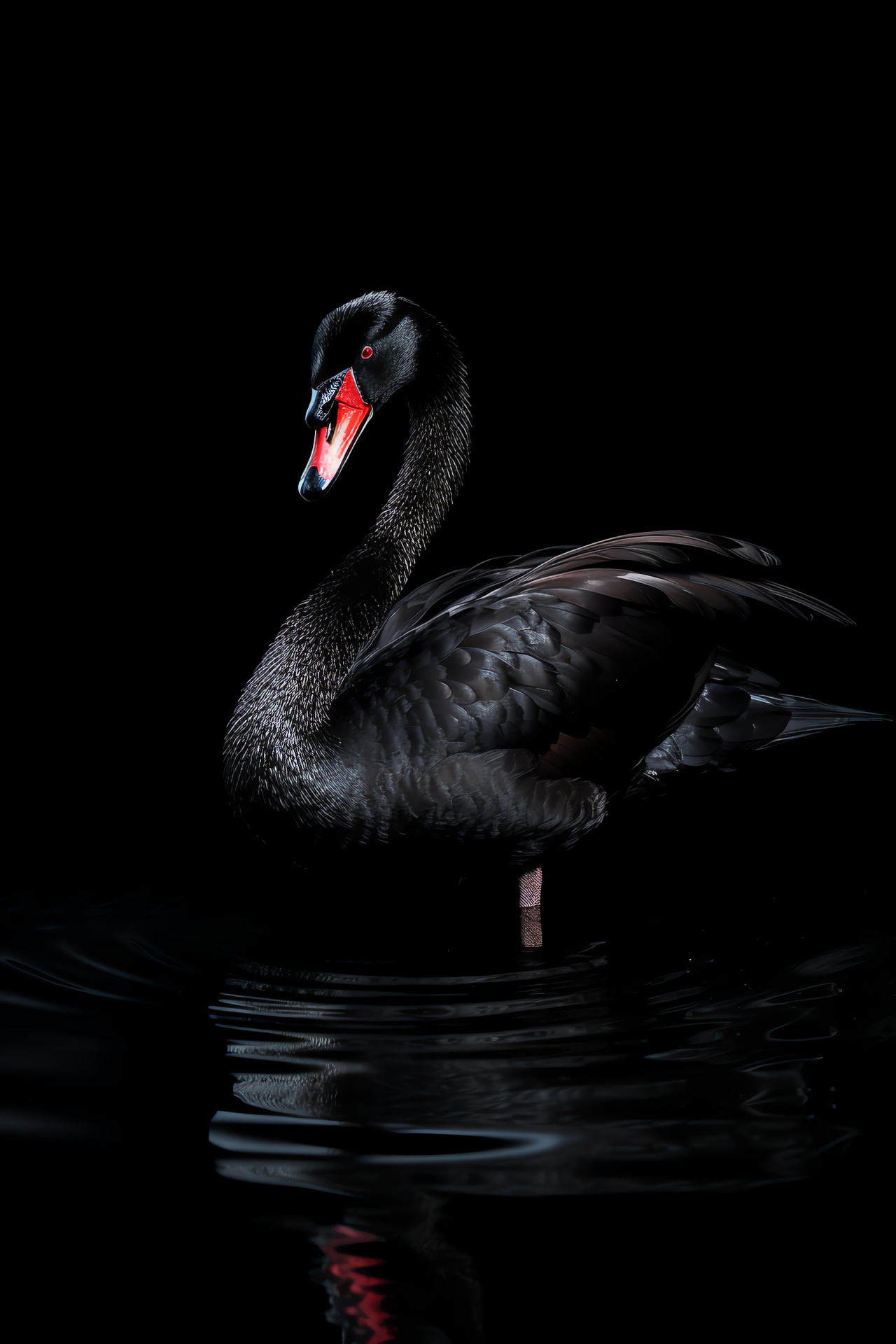 Isolated Black Swan, Solitary waterbird, Calm pond reflection, Black backdrop presence, Waterfowl tranquility, HD Phone Wallpaper