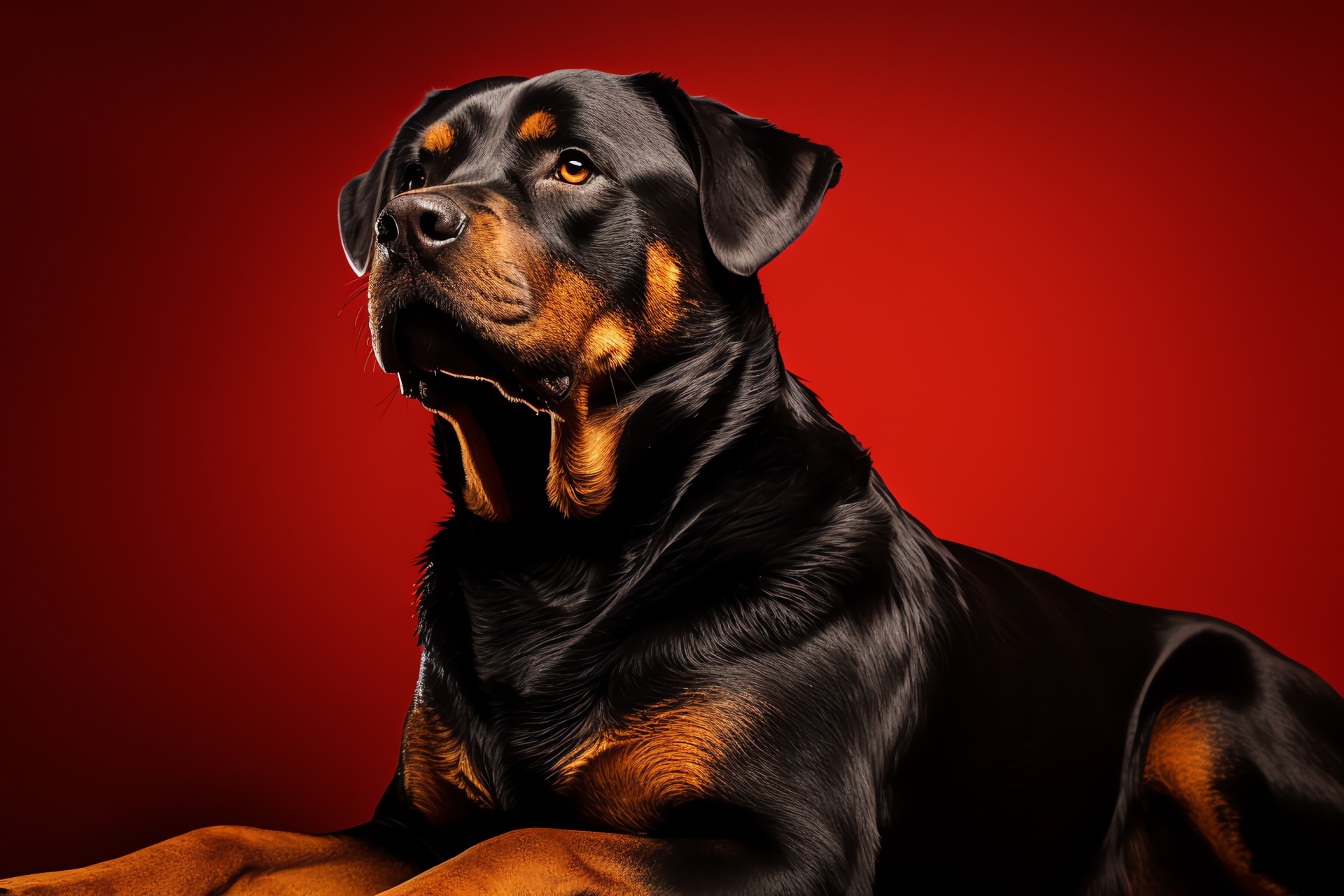 Rottweiler, powerful canine, black and tan coat, regal presence, strong guardian, HD Desktop Image