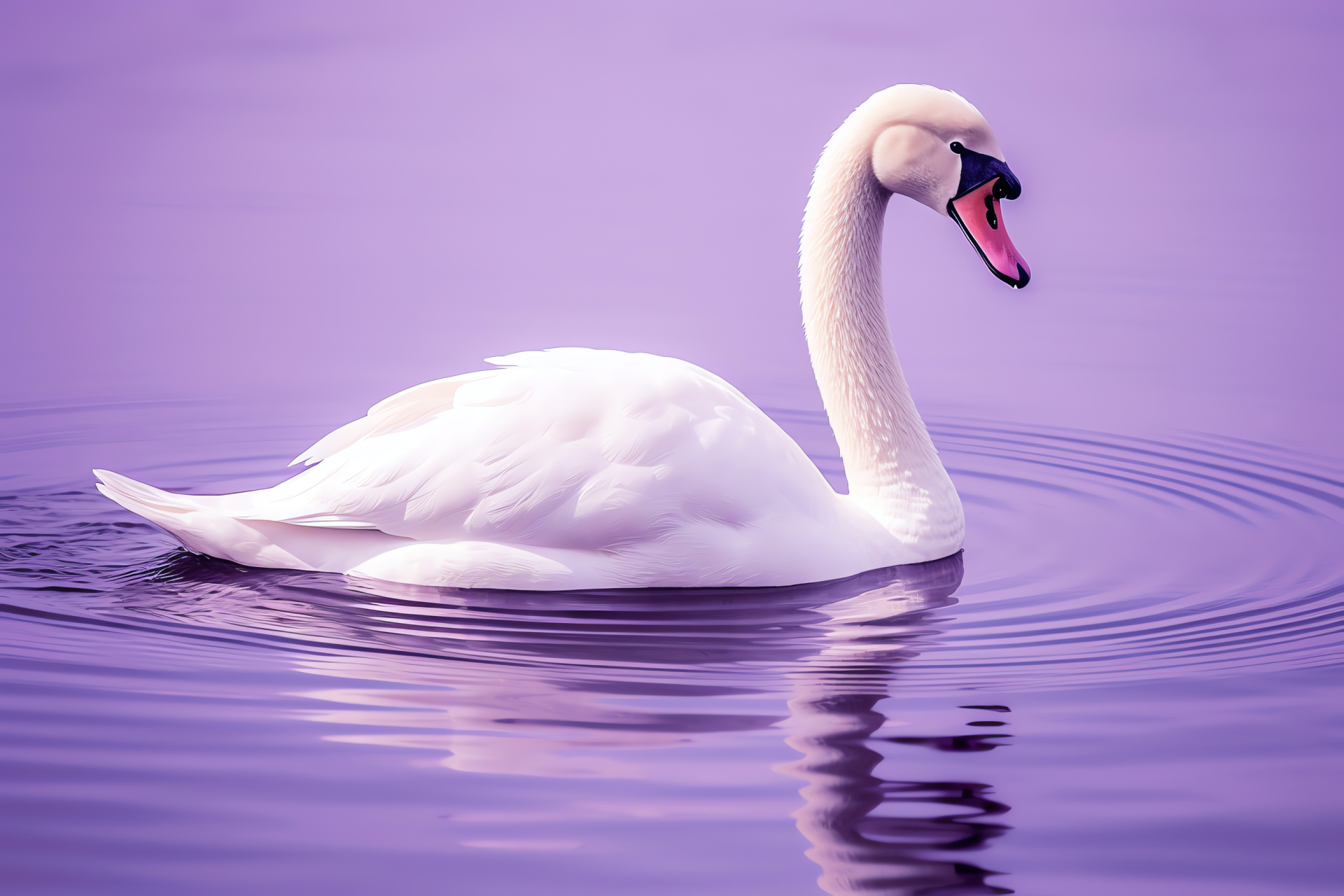 Elegant swan species, Serene waterbody, Violet backdrop, Majestic bird, Purple hue, HD Desktop Wallpaper