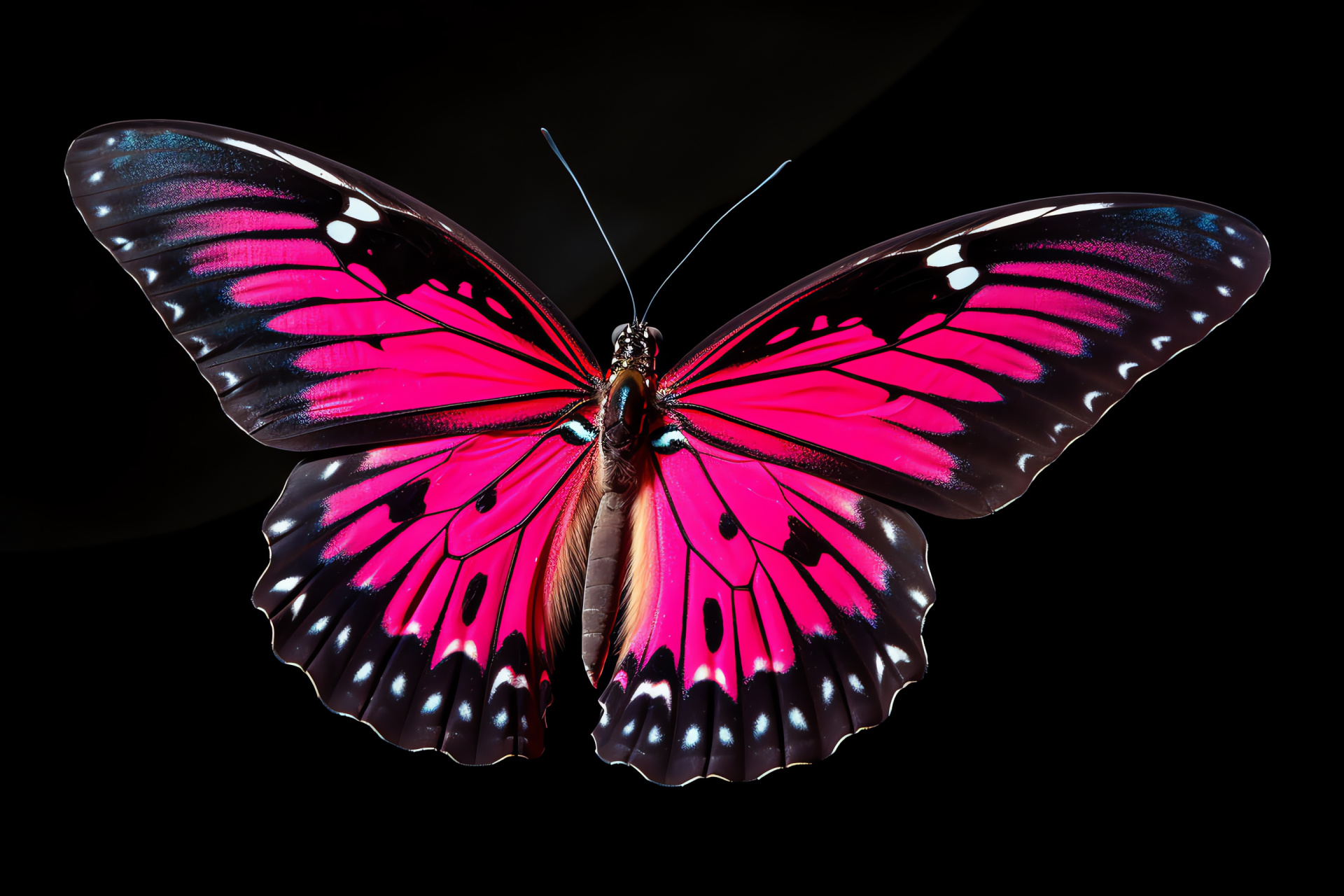 Fluttering Pink Butterfly, Insect in flight, Vivid winged beauty, Bold nature, Wings spread, HD Desktop Wallpaper