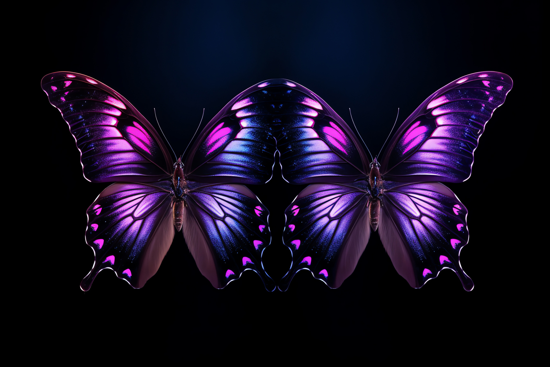 Bright Lepidoptera specimen, intense butterfly, rainbow-like lamella, solid pitch backdrop, HD Desktop Image