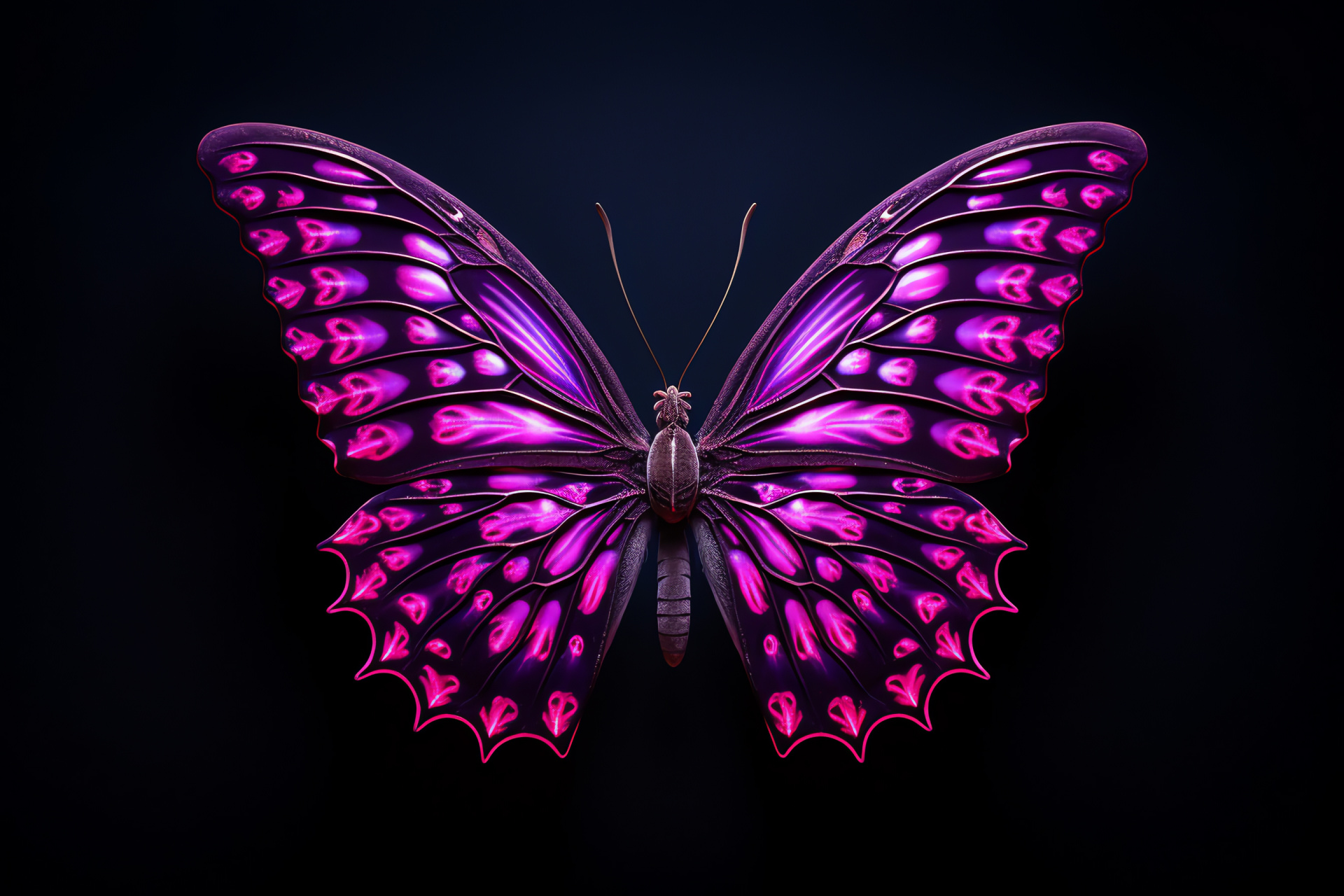 Pink and Purple Butterfly, dark background contrast, winged insect, Lepidoptera order, natural patterns, HD Desktop Image