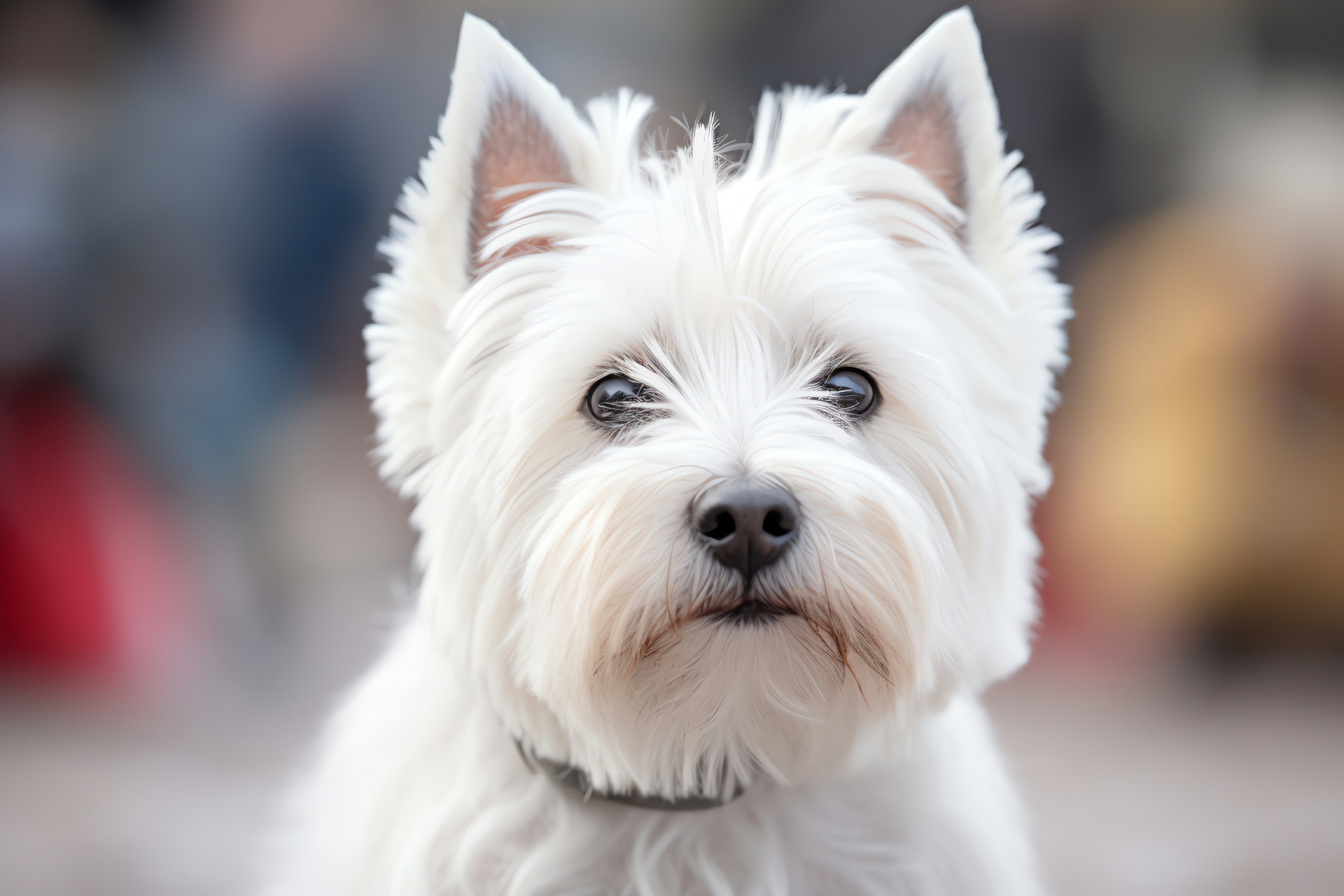 West Highland Terrier, canine breed, alert dog, furry pet, companion animal, HD Desktop Wallpaper