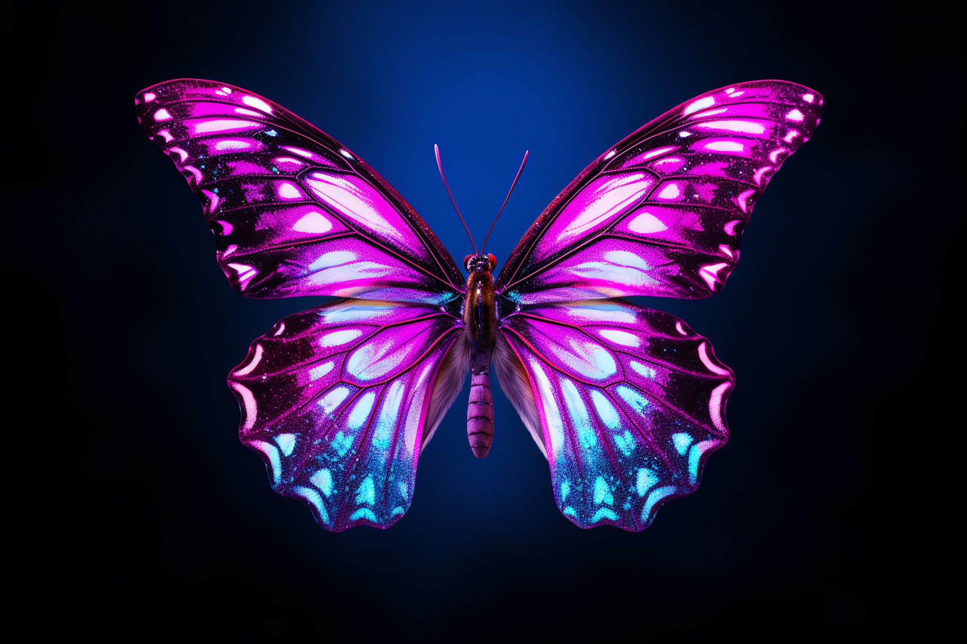 Pink Purple Butterfly, vibrant wing color, intricate Lepidoptera design, insect taking off, stark backdrop, HD Desktop Image